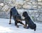 Puppy rottweiler and beauceron