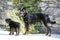 Puppy rottweiler and beauceron