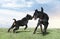 puppy rottweiler and beauceron