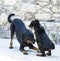 puppy rottweiler and beauceron