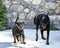 puppy rottweiler and beauceron