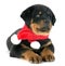 Puppy rottweiler christmas