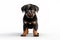 a puppy Rottweiler dog isolated on white background. Generative ai