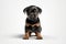 a puppy Rottweiler dog isolated on white background. Generative ai