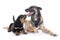 Puppy rottweiler and malinois
