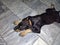 Puppy rotweiler black cute dog