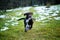 Puppy runs on the lawn with a toy in the mouth