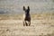 Puppy runs towards viewer outdoors in autumn setting