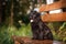 Puppy Russian black terrier in nature