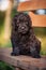 Puppy Russian black terrier in nature