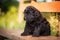 Puppy Russian black terrier in nature