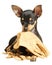 Puppy Russkiy toy terrier lying with gloves