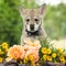Puppy of Saarloos Wolfhound with flower