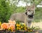 Puppy of Saarloos Wolfhound with flower