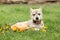 Puppy of Saarloos Wolfhound with flower