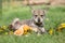 Puppy of Saarloos Wolfhound with flower