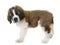 Puppy saint bernard