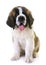 Puppy saint bernard