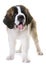 Puppy saint bernard