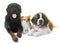 Puppy saint bernard, chihuahua and rottweiler