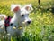 Puppy schnauzer puppy in white color and with red harness watch closely