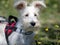 Puppy schnauzer puppy in white color and with red harness watch closely