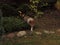 A puppy scottish shepherd is playing outside, fall