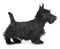 Puppy scottish terrier