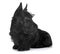 Puppy scottish terrier