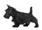 Puppy scottish terrier