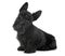 Puppy scottish terrier