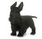 Puppy scottish terrier