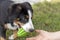 A puppy of the Sennenhund Entlebucher breed studies teams with a ball in a playful way. Training of young pets