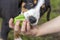 A puppy of the Sennenhund Entlebucher breed studies teams with a ball in a playful way. Training of young pets