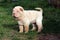 Puppy shar pei