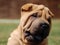 Puppy shar pei portrait