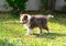 Puppy sheltie walking