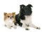 Puppy shetland sheepdog and chihuahua