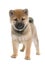 Puppy shiba inu