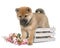 Puppy shiba inu