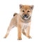 Puppy shiba inu