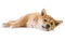 Puppy shiba inu