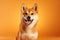 a puppy shiba inu smiling on orange isolated background generative ai