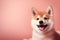 a puppy shiba inu smiling on pink isolated background generative ai