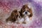 Puppy shih tzu dog cute pets sitting on sofa furniture