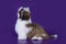 Puppy shih tzu isolated on violet background