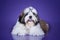 Puppy shih tzu isolated on violet background