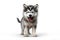 a puppy Siberian Husky dog isolated on white background. Generative ai