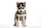 a puppy Siberian Husky dog isolated on white background. Generative ai
