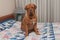 Puppy sitting on the bed with patchwork quilt